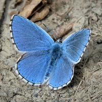 Odd Einert Halvorsen