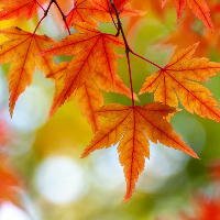 Arild Jone Torgersen