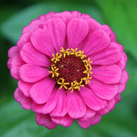 Georg Wilhelm Haugen